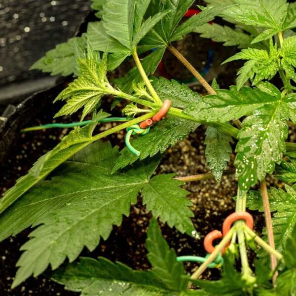 How to LST Cannabis