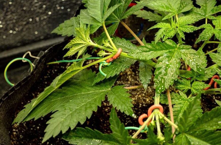 How to LST Cannabis