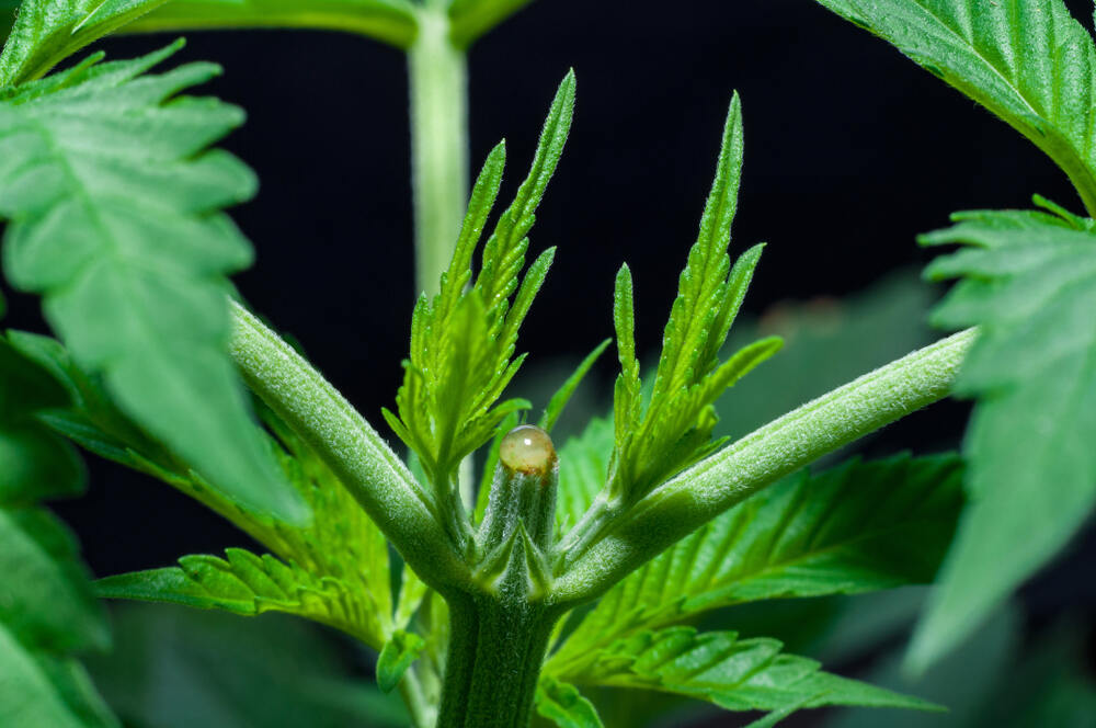 close up of cannabis plant being topped