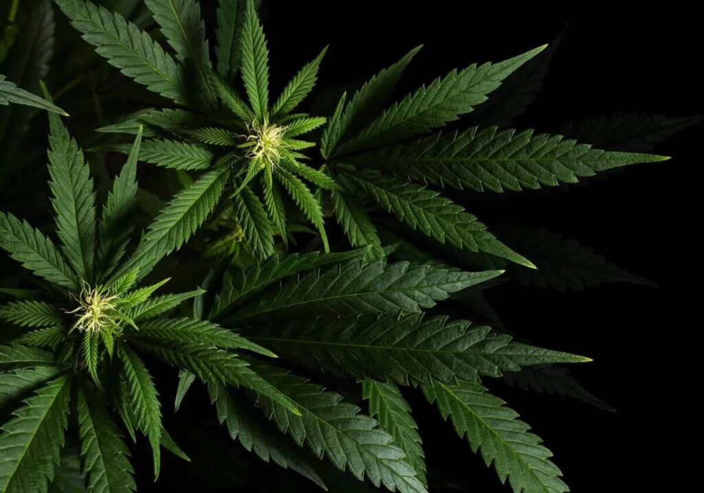 Complete Guide to the Cannabis Flowering Stage