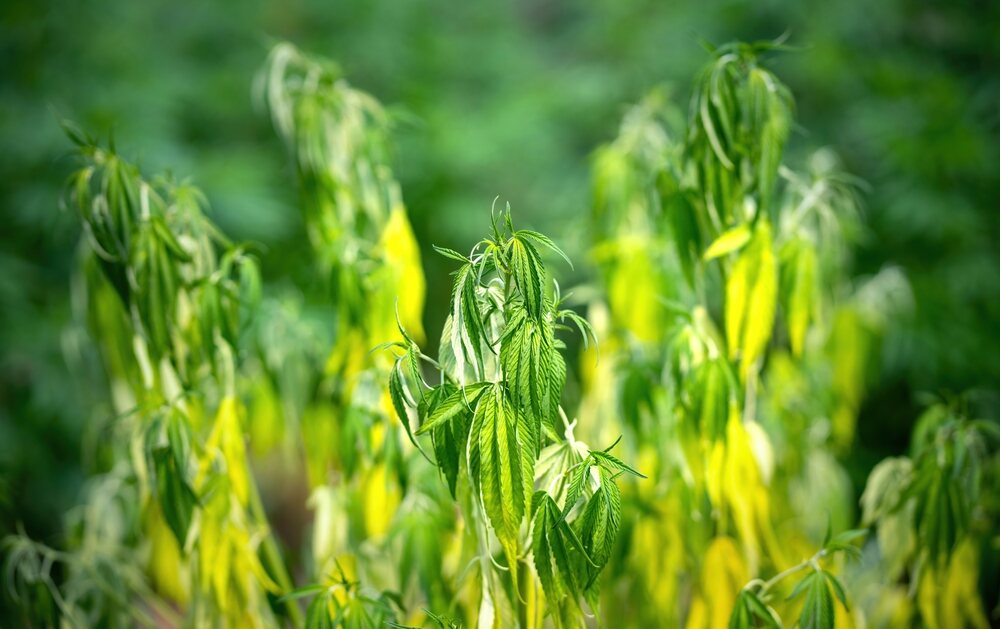 cannabis plants wilted and drooping