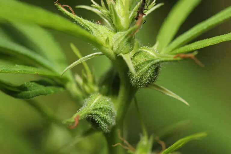 cannabis plant female pistils