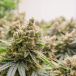 cannabis plant flowering