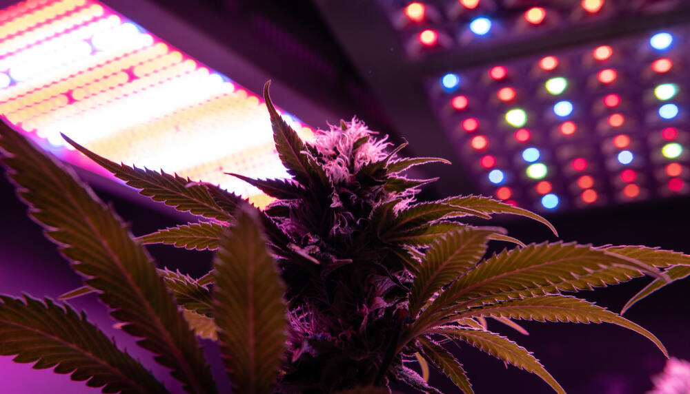 cannabis plant growing indoors under LED grow lights