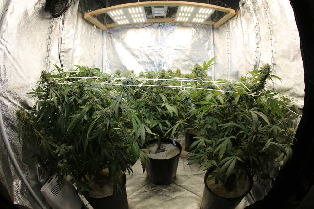 feminized plant in a grow tent 