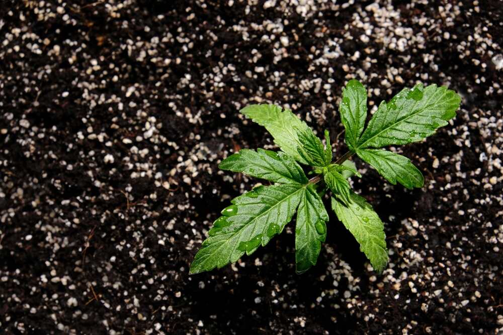 cannabis plant in soil with perlite