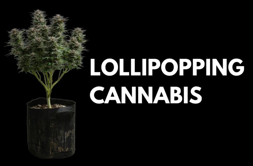 How to Lollipop Cannabis