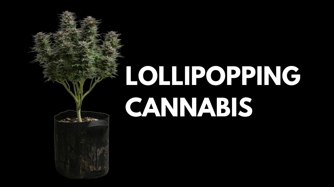 How to Lollipop Cannabis