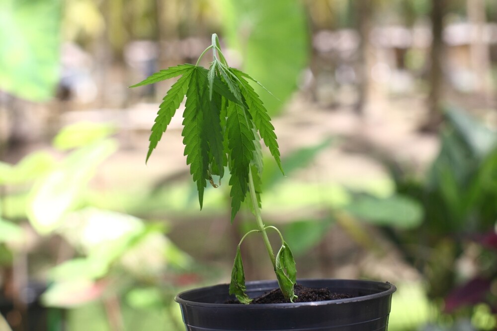 cannabis plant over watered in pot