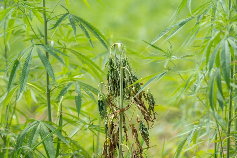 cannabis plant showing signs of fusarium disease in outdoor grow