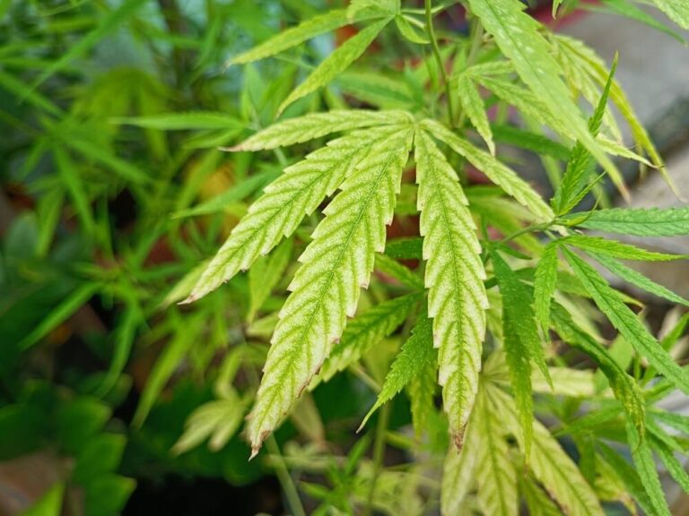 cannabis plant showing signs of magnesium deficiency