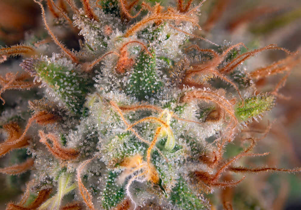 close up cannabis plant with cloudy milky tricomes