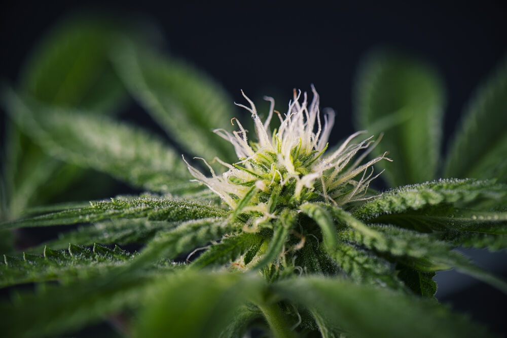 cannabis plant with first set of white pistils forming