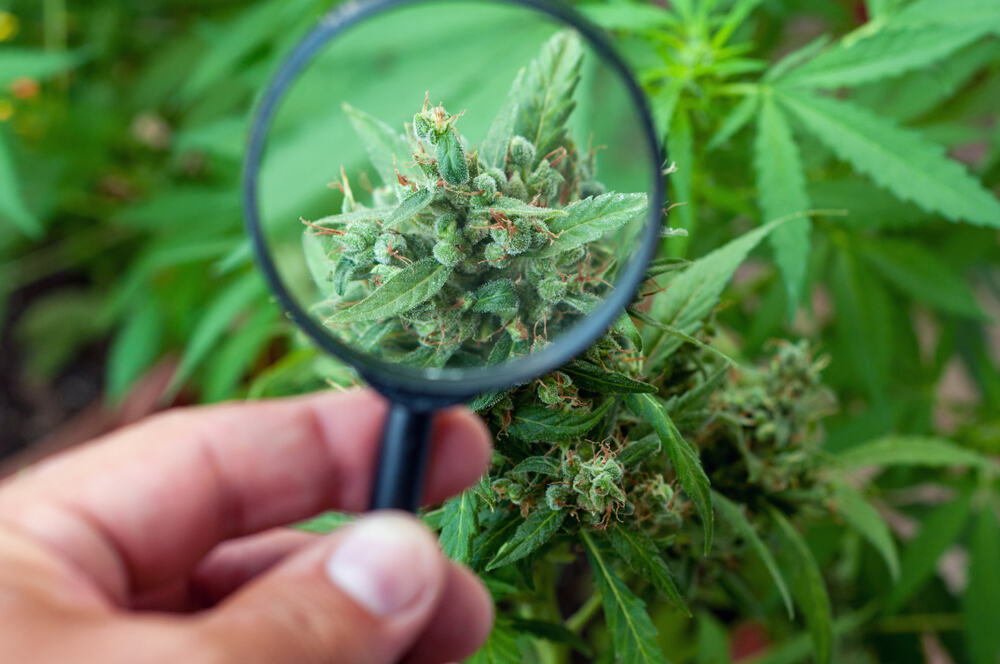 cannabis plant with magnifying glass