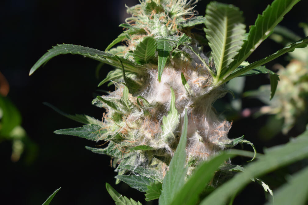 cannabis plant with moldy buds