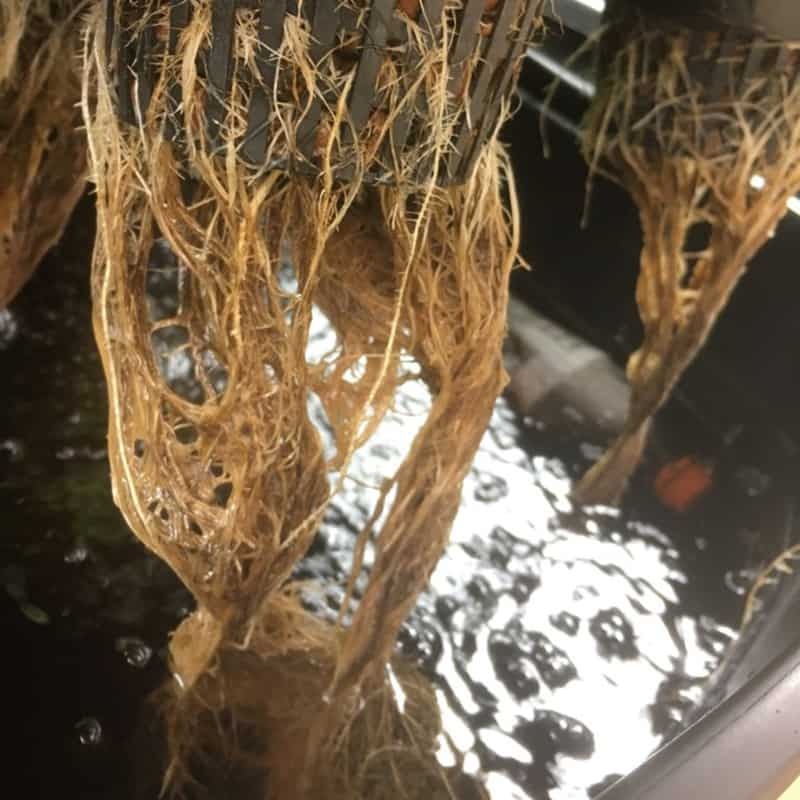 cannabis plant with root rot mushy brown roots