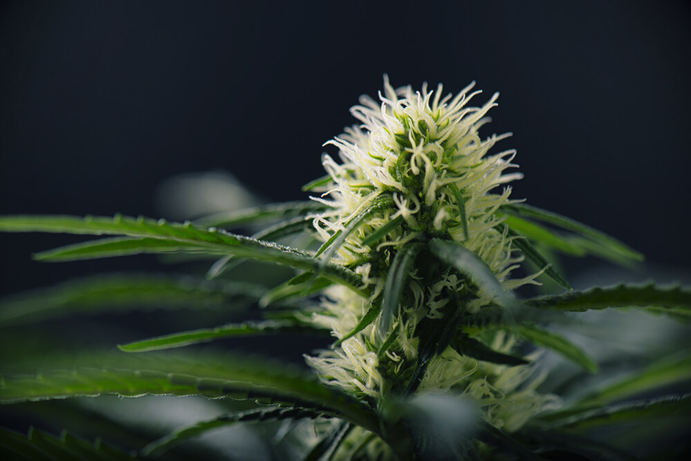 cannabis plant with white pistils