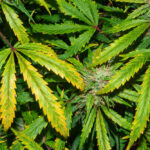 cannabis plant with yellow leaves