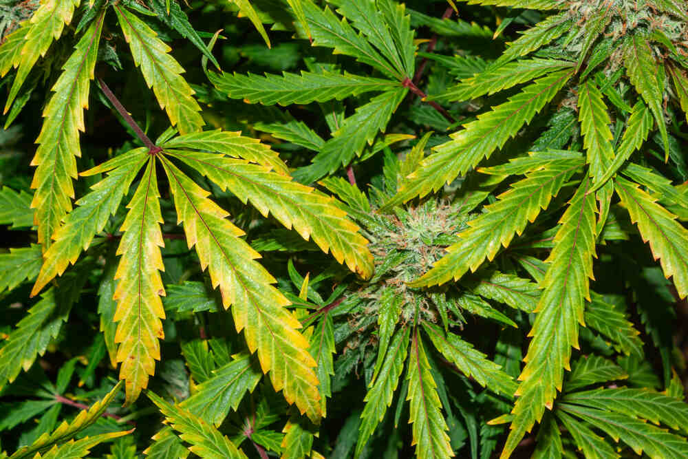 cannabis plant with yellow leaves