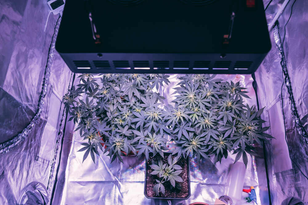 cannabis plants fully covered by LED lights in grow tent