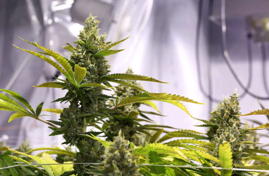 How Long Does It Take to Grow Cannabis?