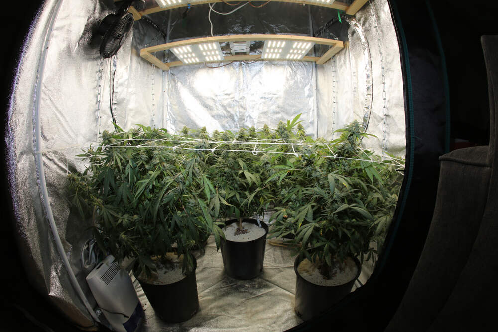 cannabis plants growing indoor inside a grow tent