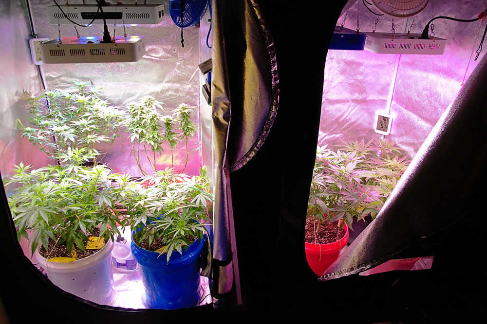 cannabis plants growing indoors in a grow tent