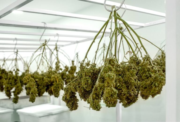 cannabis plants hanging upside down for drying