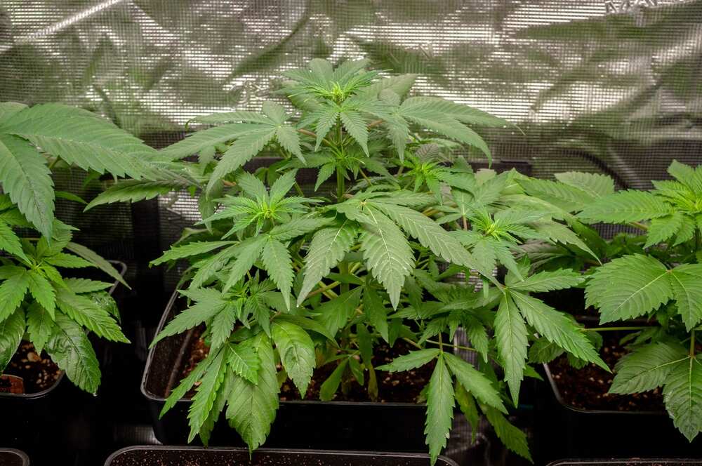 cannabis plants in vegetative stage in grow pots