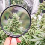 cannabis plants ready for harvest in a greenhouse
