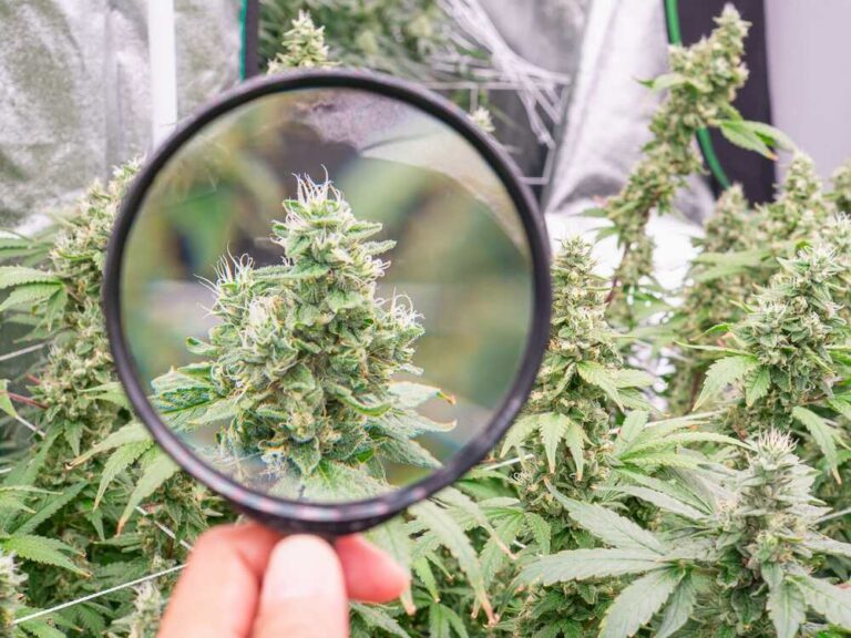 cannabis plants ready for harvest in a greenhouse