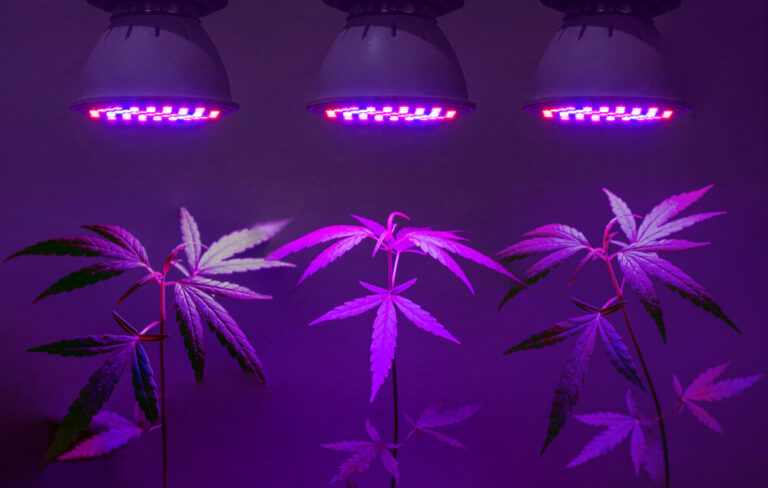 cannabis plants under LED lights