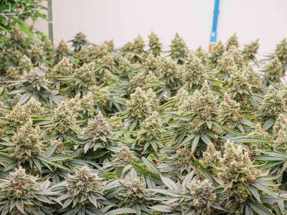 cannabis plants with large dense buds