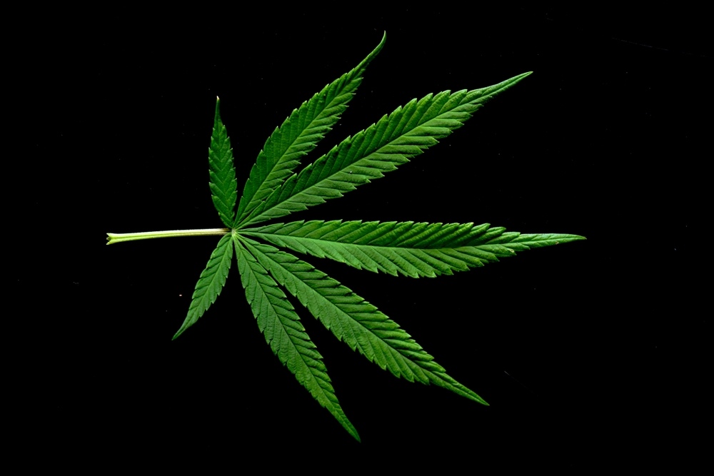 cannabis sativa leaf