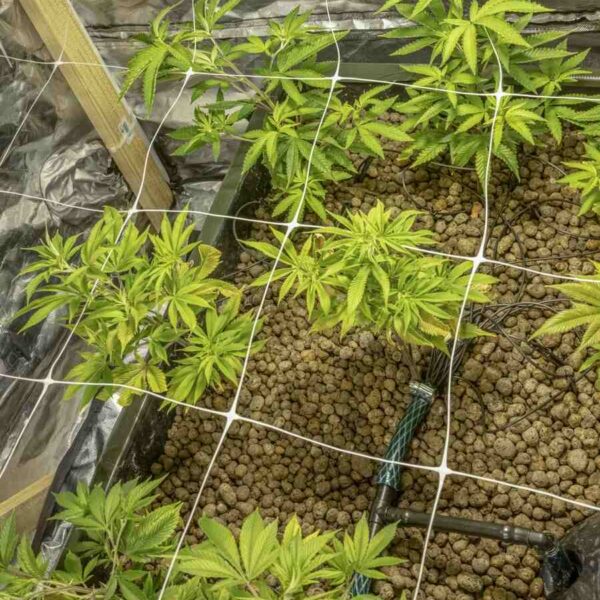 How to Scrog Cannabis