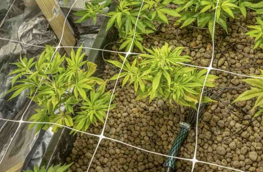 How to Scrog Cannabis