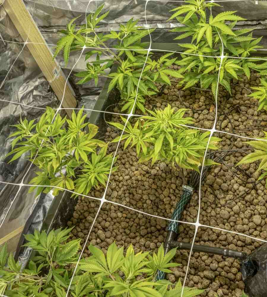 cannabis scrog grow