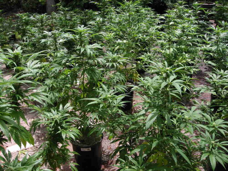 cannabis sea of green grow