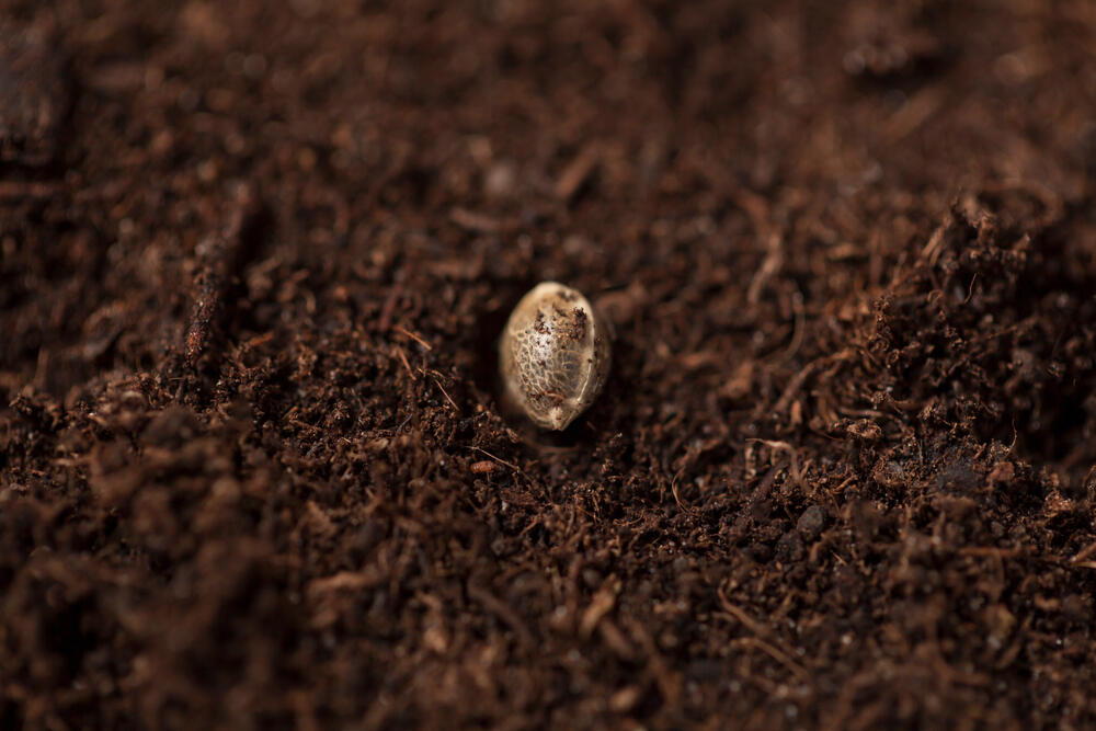 cannabis seed being planting directly into soil 