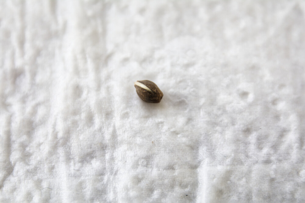 cannabis seed germinating on paper towel