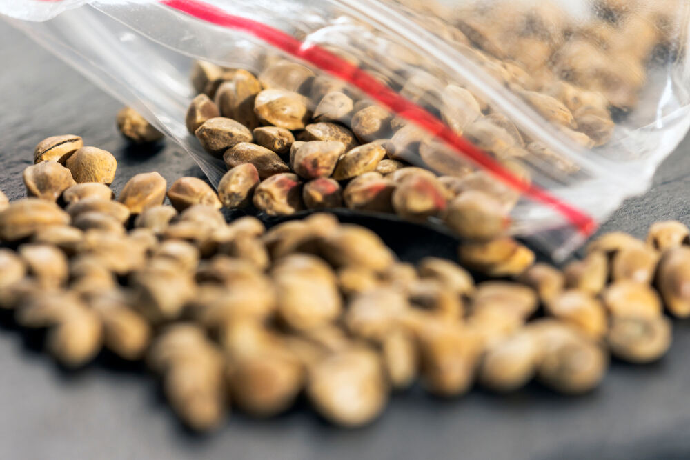 cannabis seeds in zip lock bag 