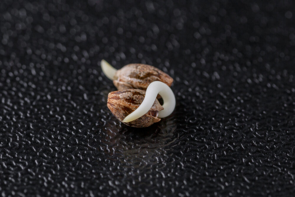 cannabis seed with tap root appearing