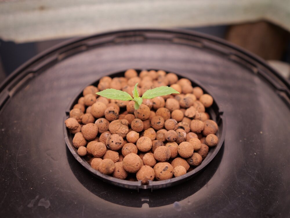 cannabis seedling being grown in DWC hydroponic system