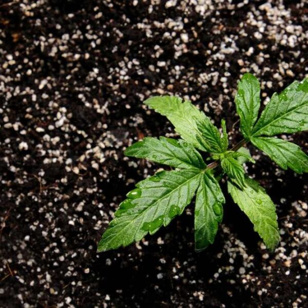 What is the Best Soil to Grow Cannabis?