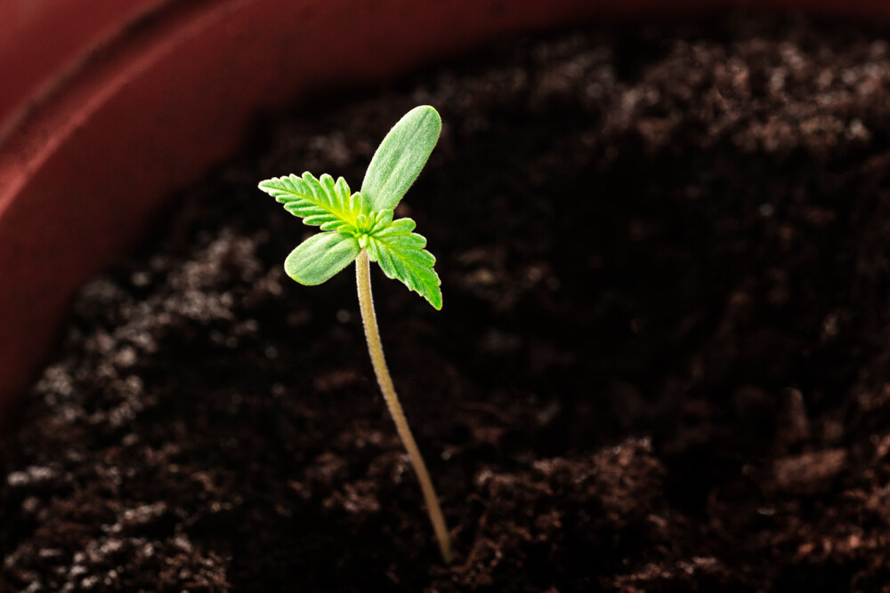 cannabis seedling in growing pot