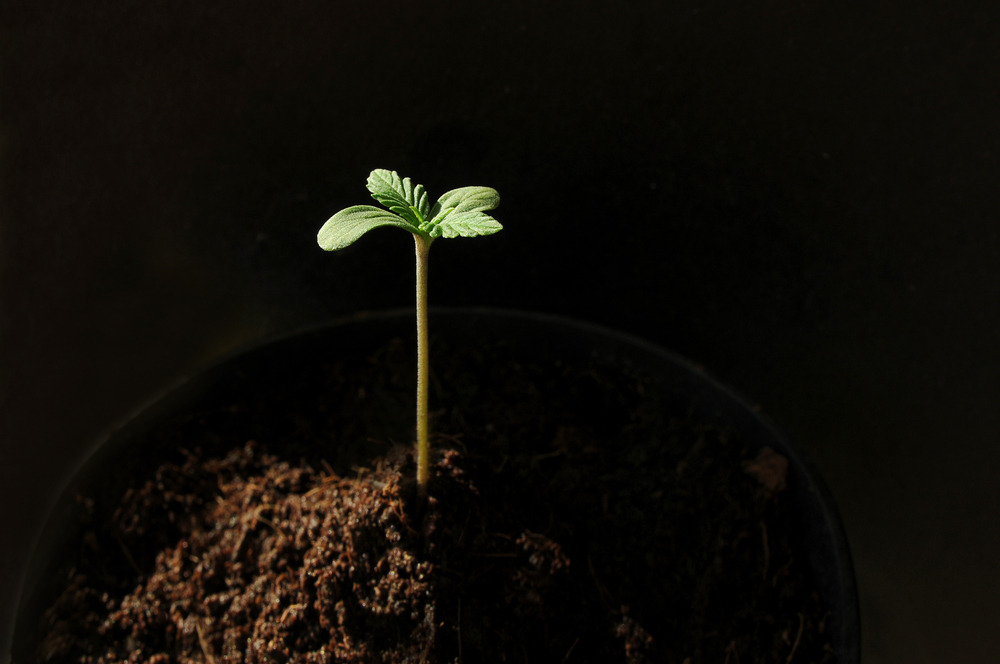 cannabis seedling in grow pot