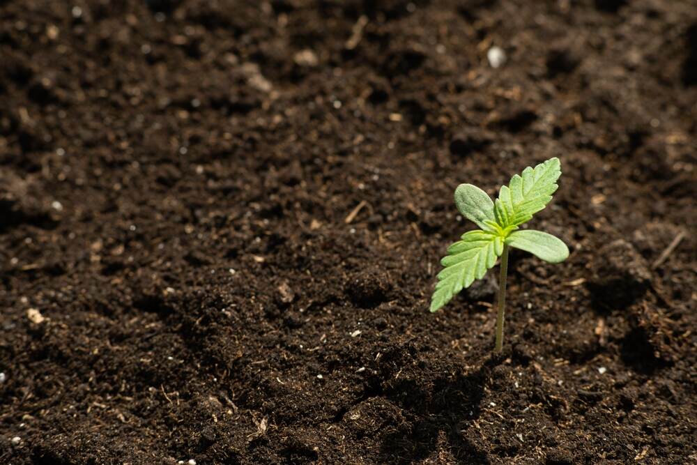 cannabis seedling in soil