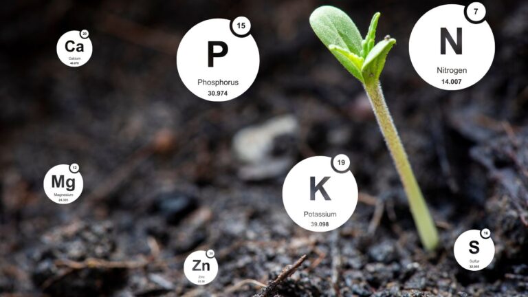 cannabis seedling surrounded by cannabis nutrient symbols