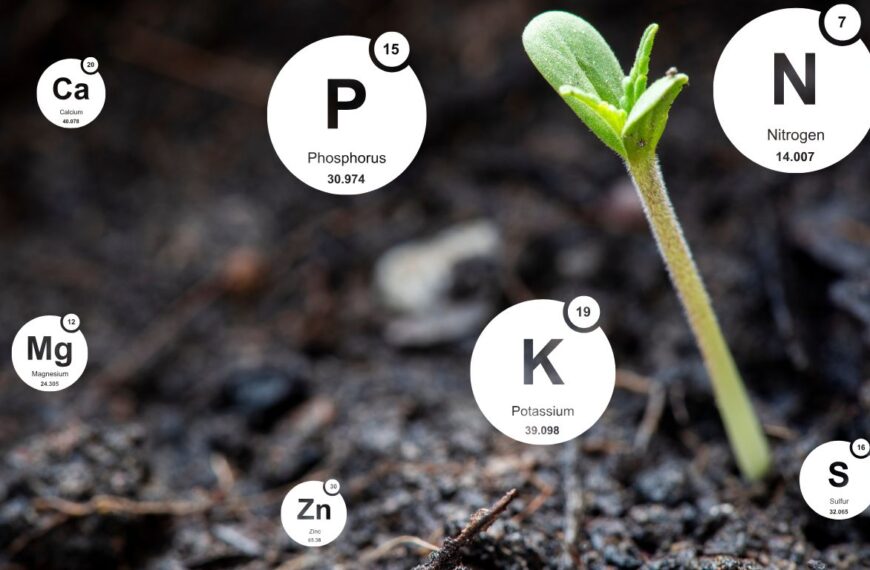 The Best Nutrients for Cannabis Plants
