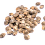 cannabis seeds